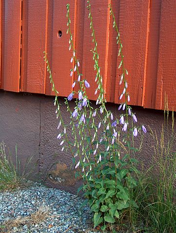 Campanula rapunculoides